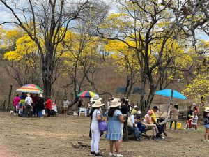 Visitantes recorren los senderos del bosque seco de Zapotillo durante el florecimiento de los guayacanes, un fenómeno natural que solo ocurre pocos días al año.